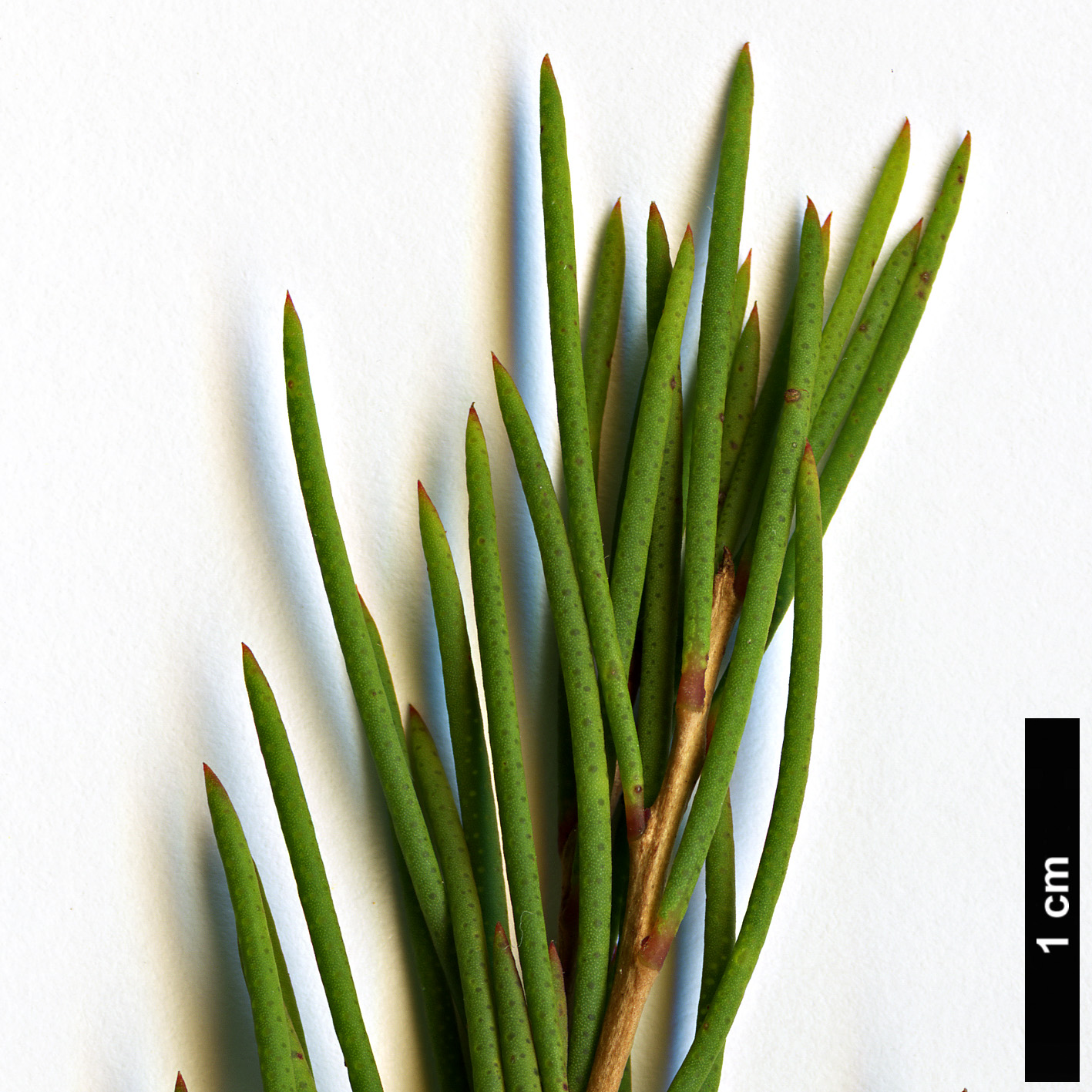 High resolution image: Family: Myrtaceae - Genus: Melaleuca - Taxon: teretifolia - SpeciesSub: ‘Georgiana Molloy’